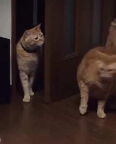 Fuck you mate, and fuck you again!