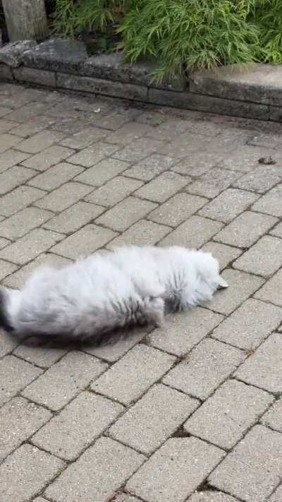 Ekekek followed by roll