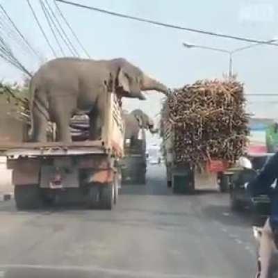 One man's loss is another Elephant's gain.