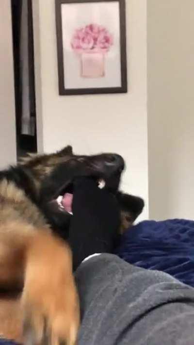 Not five minutes after we bought him a new chew bone 🤣🤦‍♂️