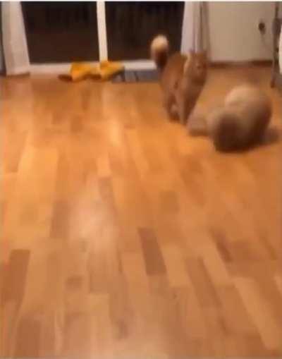 Dogberg takes out the family cat