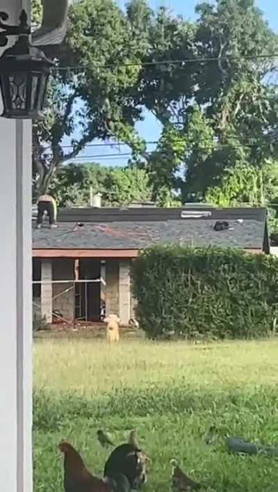 Just tanning his cheeks while roofing...