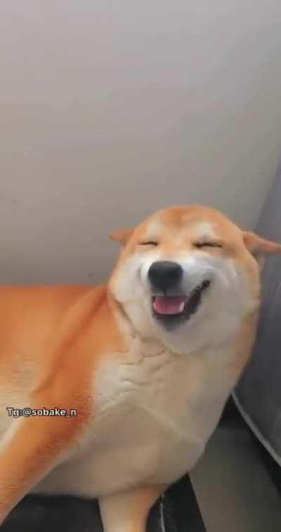 A happy dog