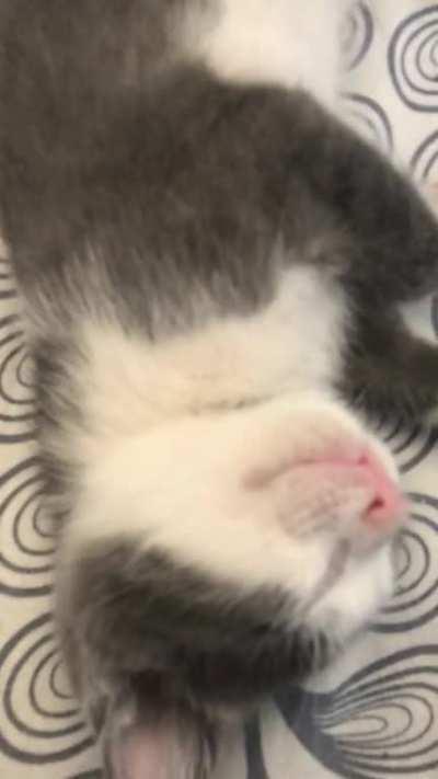 5 week old kitten enjoying some pets