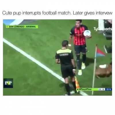 Cute puppy interrupts soccer match.