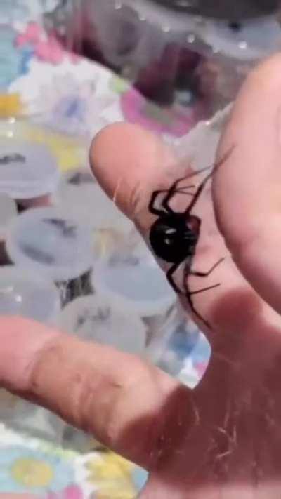 Having a Black Widow Spider a pet.