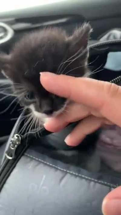 Tiny squeaky screams!