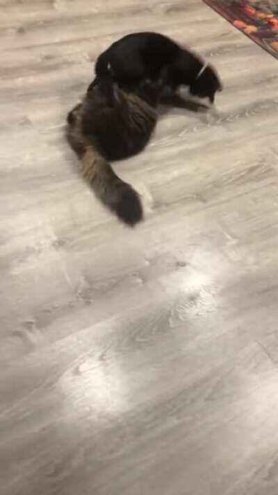 Was recording the one cat as she was laying weird. Ended up catching my other cat tee bagging her...