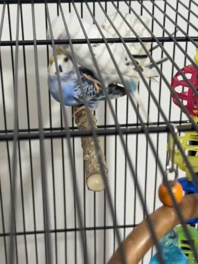 What is this behaviour?