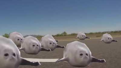 What the seals doin?