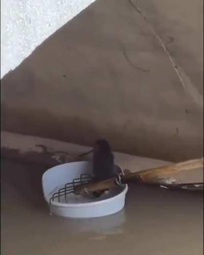 Rescuing a cat from a river