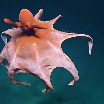An octopus stretching its tentacles to form a balloon 