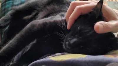 Bailey didn't start out as a lap baby, but he's sure turned into one 🖤🐈‍⬛