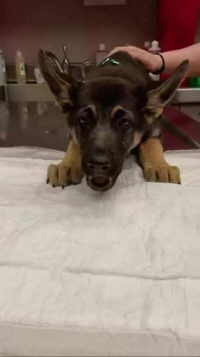 A trip to the vet yields an unexpected surprise....