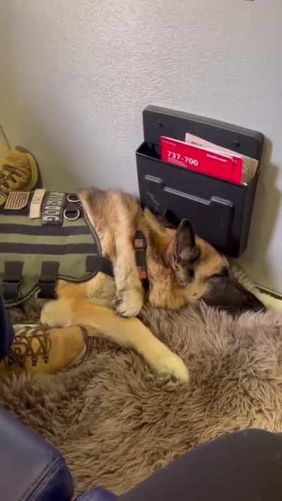 Service Dog Kaya’s final flight home to Dallas on Southwest Airlines