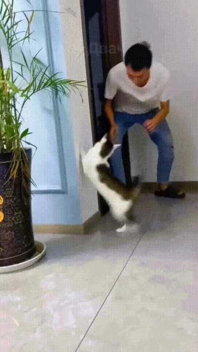 This is how my cat meets me after work