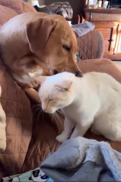Dog and a Cat giving massage to each other