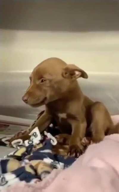 Puppy has the cutest smile after being adopted..