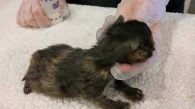 Are these smol enough?