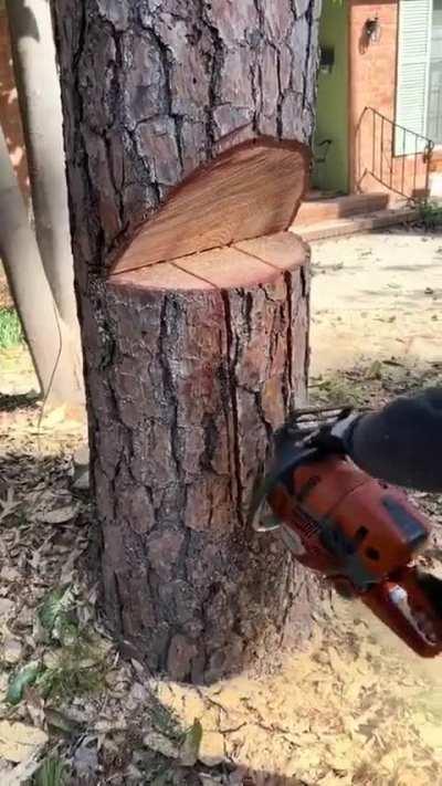 The way this tree is felled