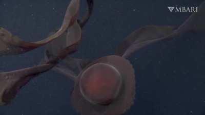 🔥 Deep-sea sighting: The giant phantom jelly spotted 990 meters (3,250 feet) deep in Monterey Bay