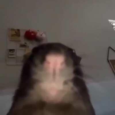 1st post ever on reddit, shawty's like a melody.