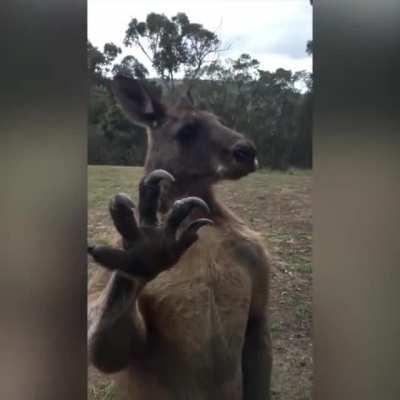 A totally ripped and imposing kangaroo trying to break into a home