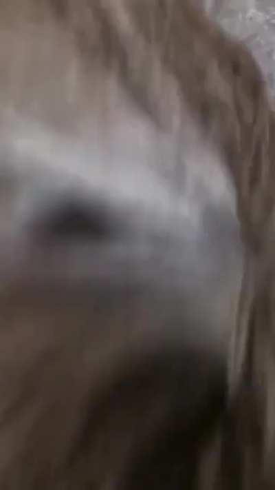 BBW Giving Sloppy Blowjob