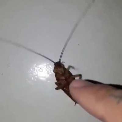 Goochie goochie goo, brøthêr