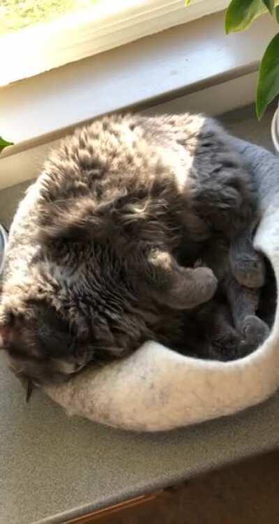 He loves his favorite sun spot