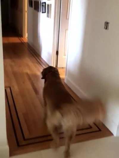 My friend's doggo is so cute!