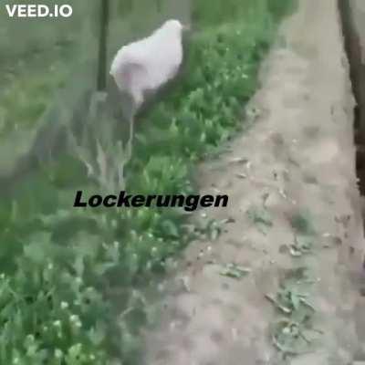 BR handling the pandemic