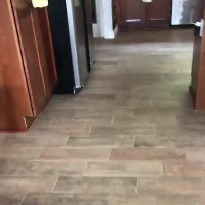 Someone Recorded Their Cat Saying 