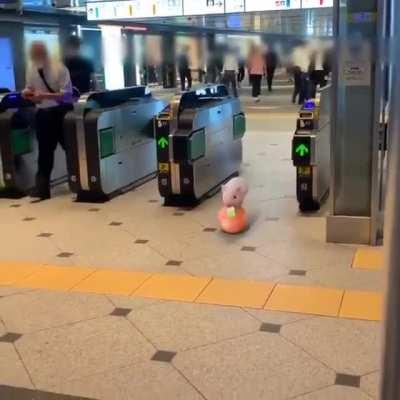 PiG esCapes fRoM CIRCus UNAwArE tHaT He CAN WALK wiTHout HIS AcT (VeRy SaD)