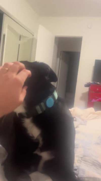 What does it mean that my dog does this?