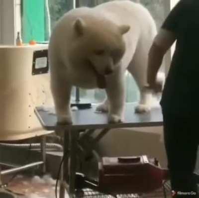 A chonky, chonky chonk