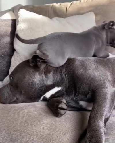 Climbing over to her favorite spot