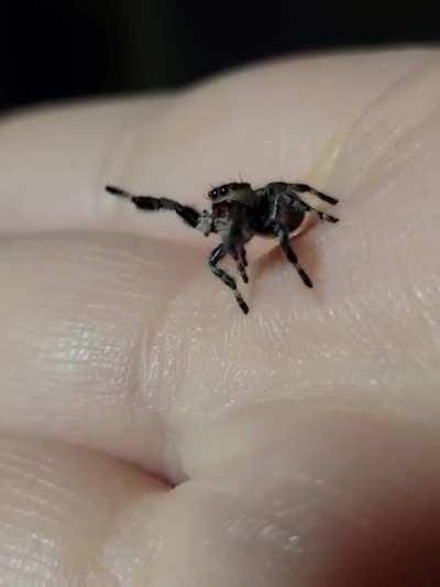 I wish Asteria could comprehend her cuteness! I love this gal SO much! ❤️