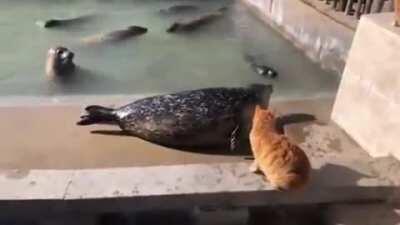 KON NENE!!! MATA NENE!!!