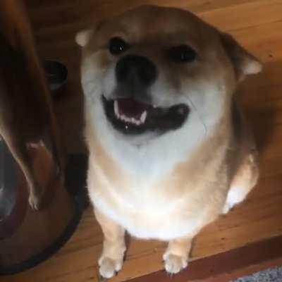 Airplane ears of love