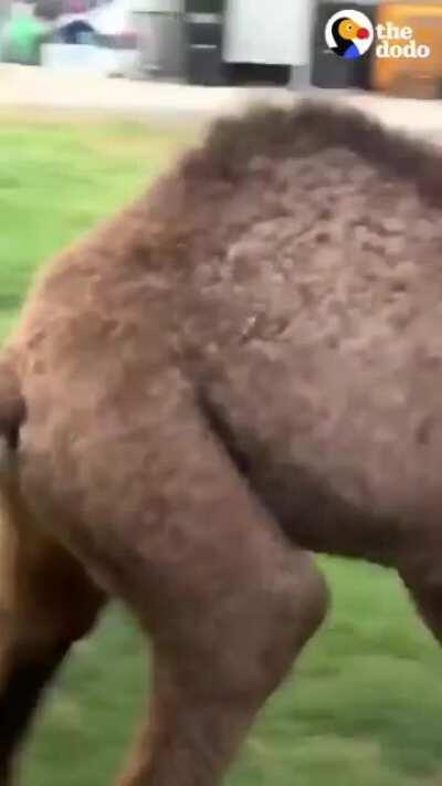 The story of Sir Camelot the camel and Benjamin Button the cow at Speranza Animal Rescue