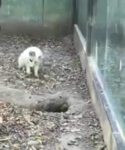 This snow fox loses its mind after friend dissappears!