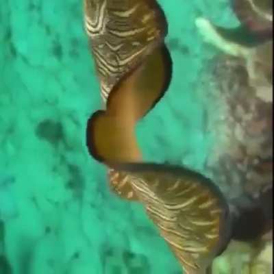 WEEEEEK 205 OF FLATWORM FRIDAY!!!!! (One more week to 4 years!!!)