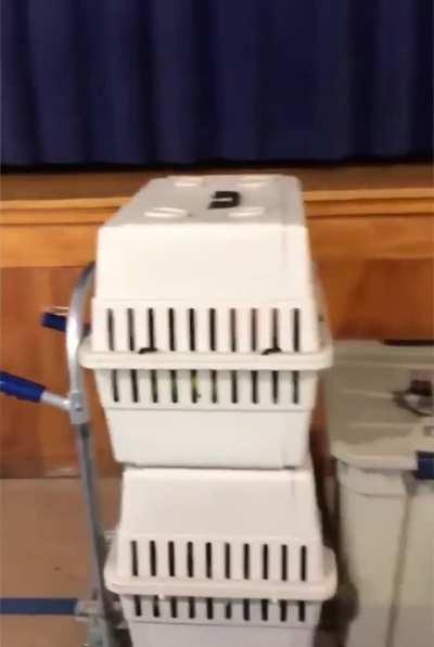 Little birb being a total drama queen 