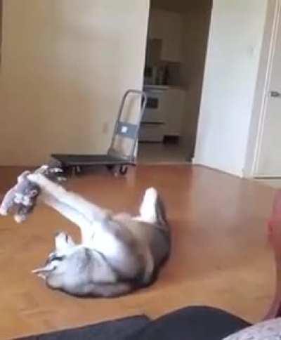Didn't know dogs could play like this