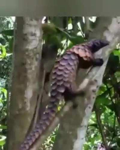 🔥 pangolin climbing a tree
