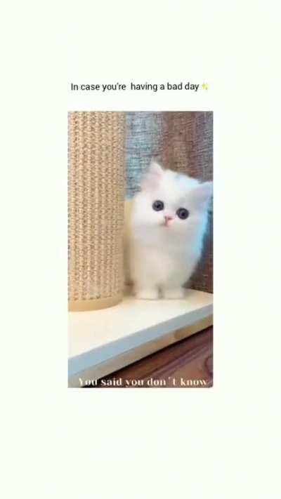 a day with a cat will never be a bad day