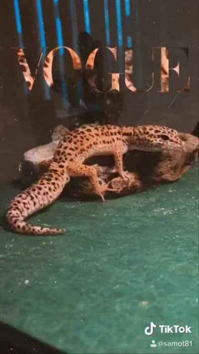 Mushu killed this challenge in my opinion