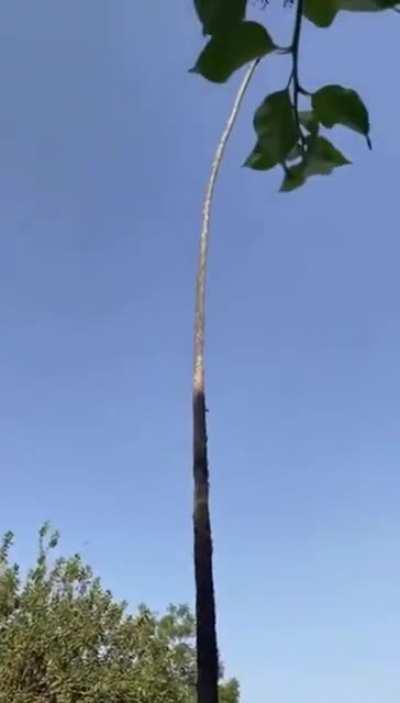 Mexicans are stealing our jobs