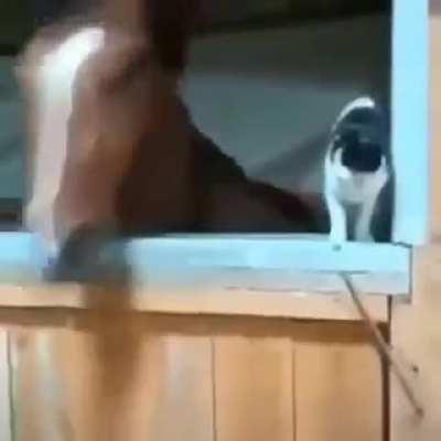 O amor entre os animais é tão lindo😍